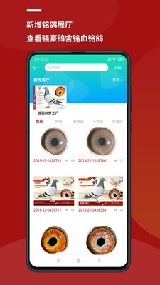 鸽羽林手机版2022app最新版下载